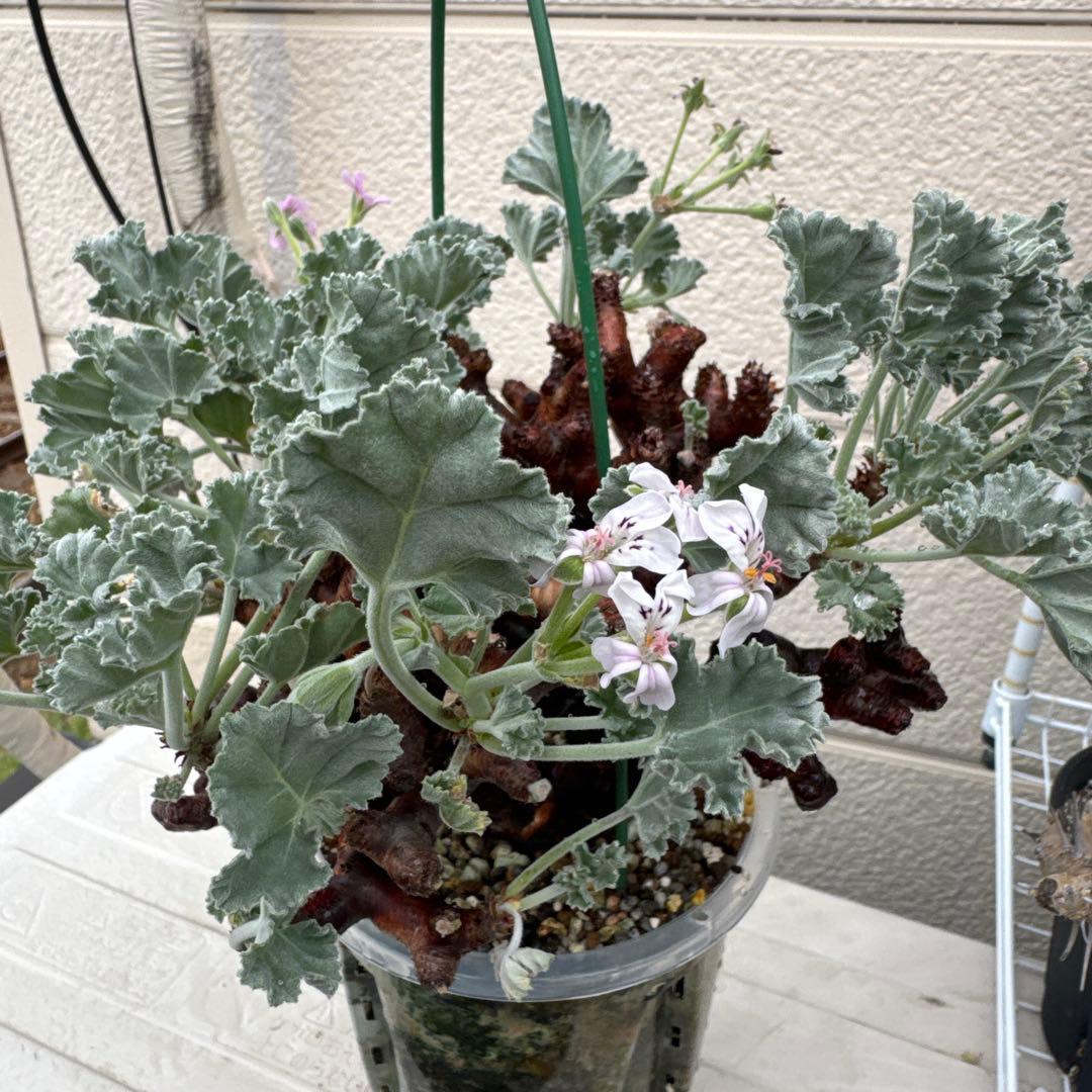 特大発根済み早い者勝ち！ ベアルート株　ペラルゴニウム ミラビレ