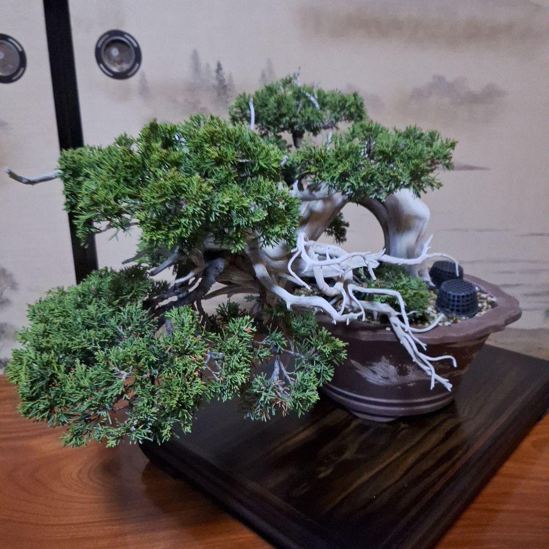 糸魚川真柏　創作盆栽　タヌキ　松　真柏