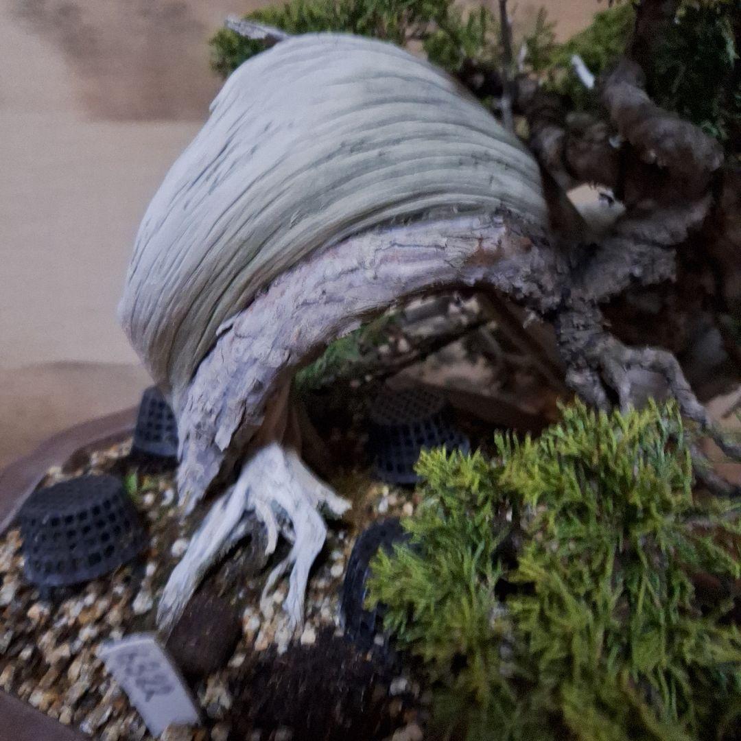 糸魚川真柏　創作盆栽　タヌキ　松　真柏