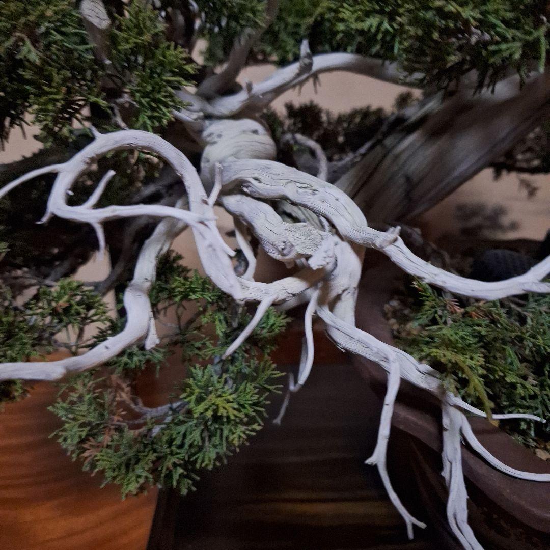 糸魚川真柏　創作盆栽　タヌキ　松　真柏