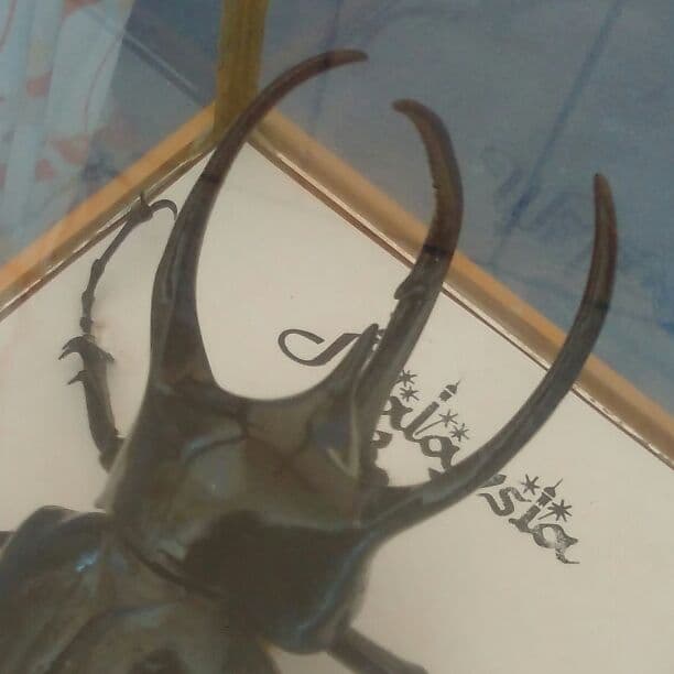 【巨大!】コーカサスオオカブト