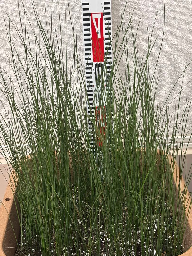 ★コスパ最強★超極上★クサントロエア・オーストラリス★120本