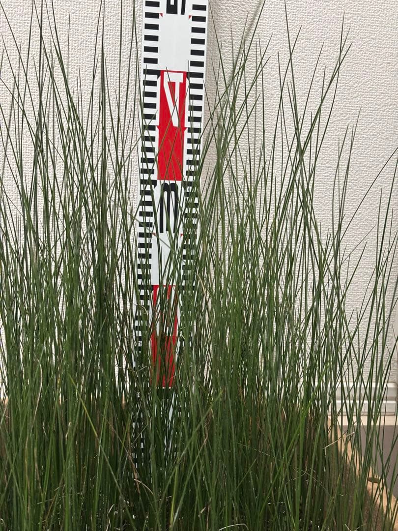 ★コスパ最強★超極上★クサントロエア・オーストラリス★120本