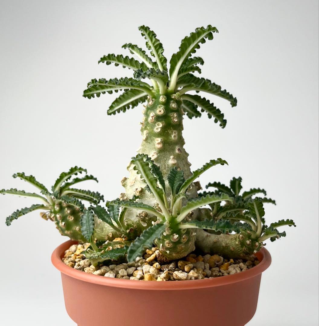 【レア/塊根植物】ドルステニア ラブラニー オス株（大株）鉢植え ②