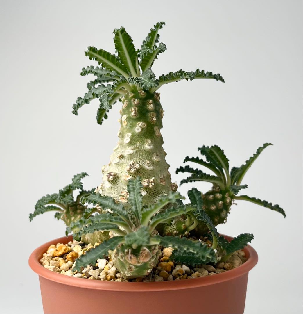 【レア/塊根植物】ドルステニア ラブラニー オス株（大株）鉢植え ②