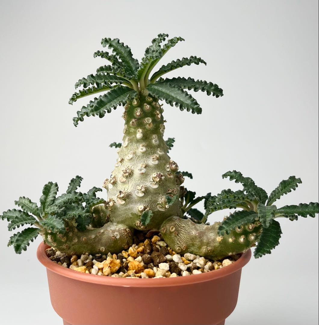 【レア/塊根植物】ドルステニア ラブラニー オス株（大株）鉢植え ②