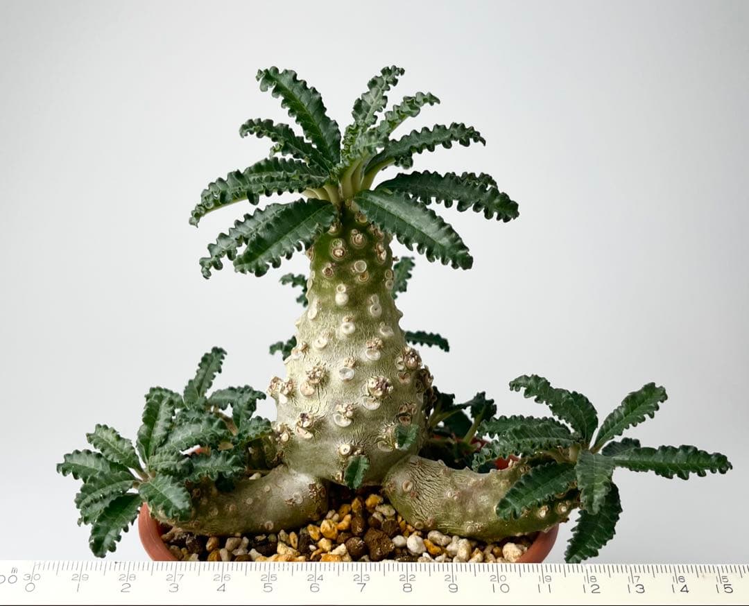 【レア/塊根植物】ドルステニア ラブラニー オス株（大株）鉢植え ②