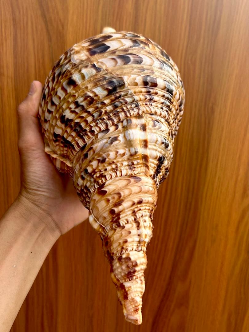 法螺貝　2個セット　(35.5cm 32.8cm)