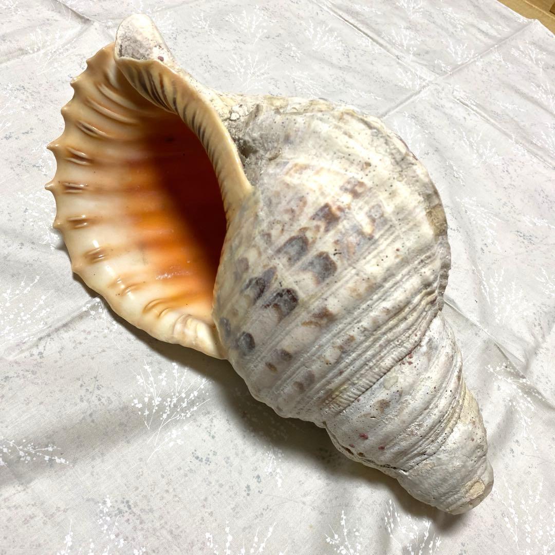 沖縄？ホラ貝 全長31cm 民俗資料 楽器用にも