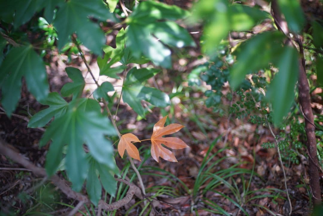 【動作確認済】Nikon Ai 50mm f1.4 初期保証&純正付属品付