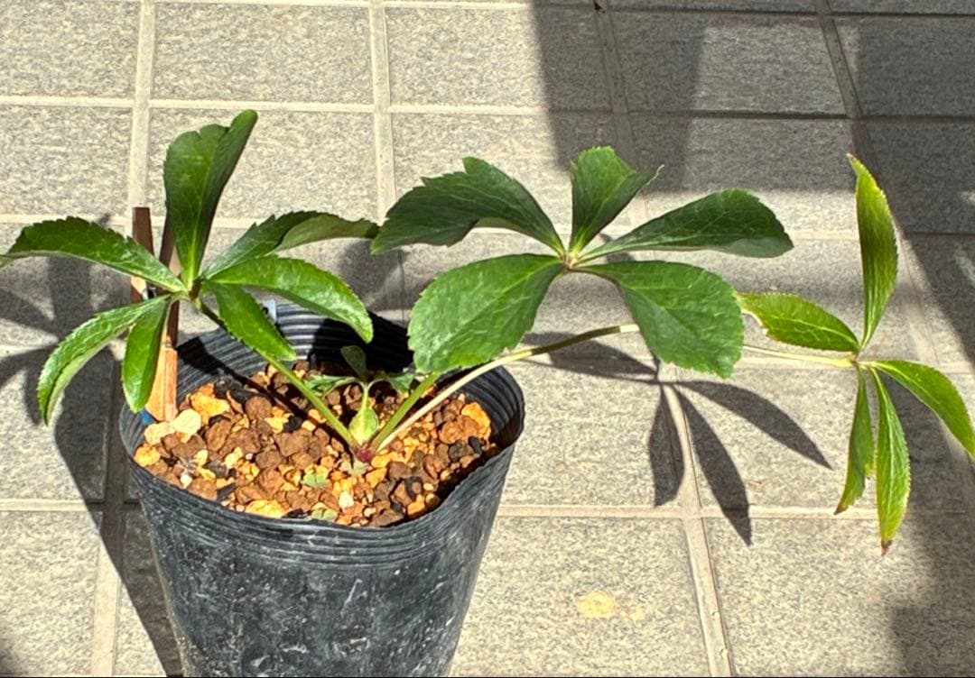 の*ん様 ☘️唯一無二☘️開花株❤️新芽しっかり元気株❤️3222⭐️SD⭐️ハ