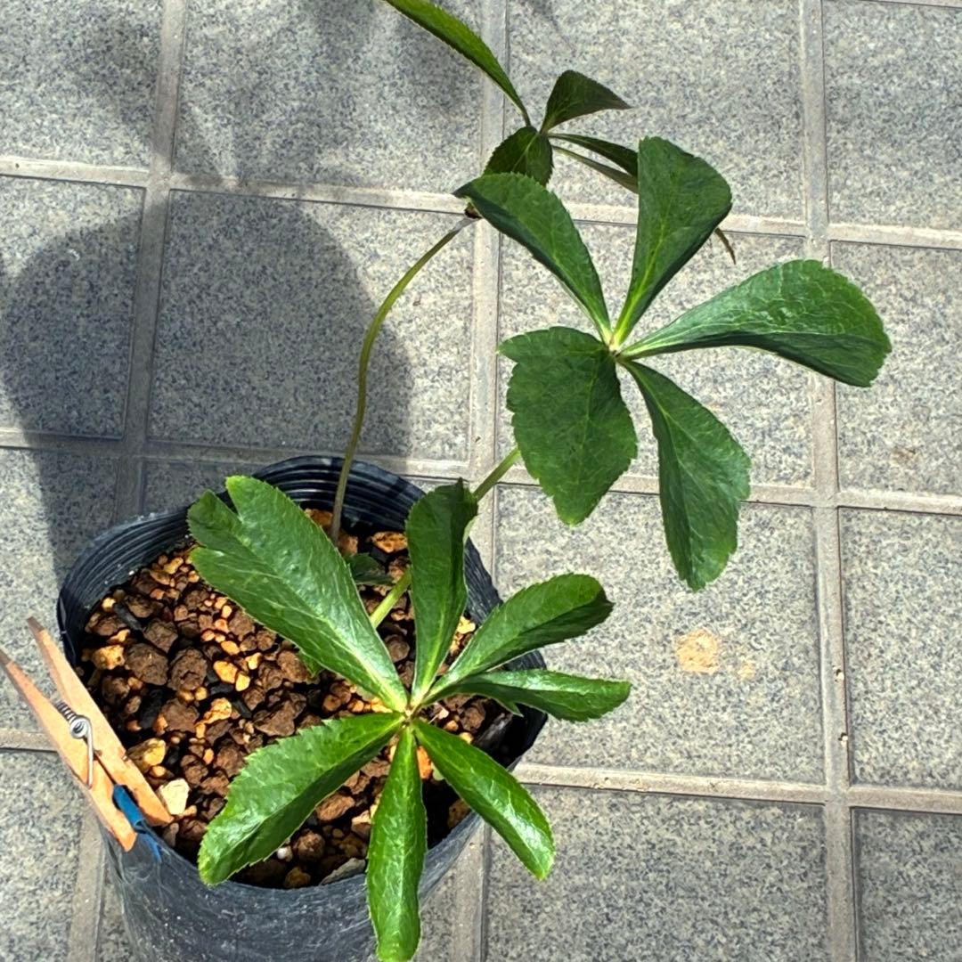 の*ん様 ☘️唯一無二☘️開花株❤️新芽しっかり元気株❤️3222⭐️SD⭐️ハ