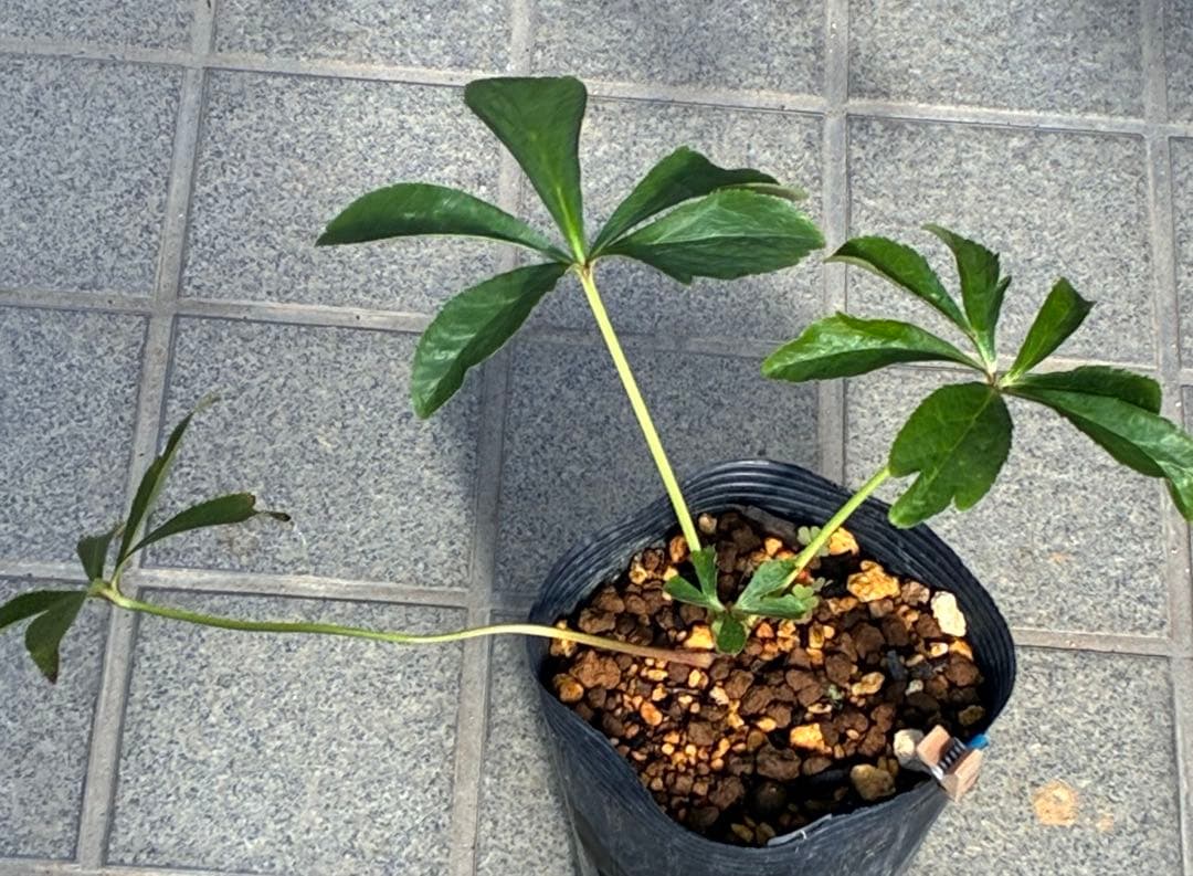 の*ん様 ☘️唯一無二☘️開花株❤️新芽しっかり元気株❤️3222⭐️SD⭐️ハ