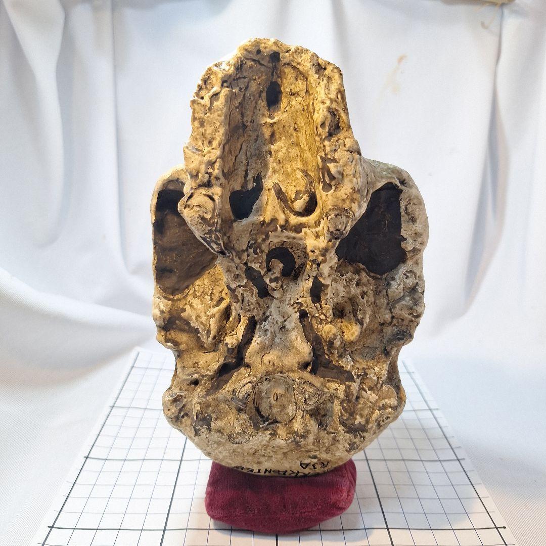 アウストラロピテクス·アフリカヌス実物大模型