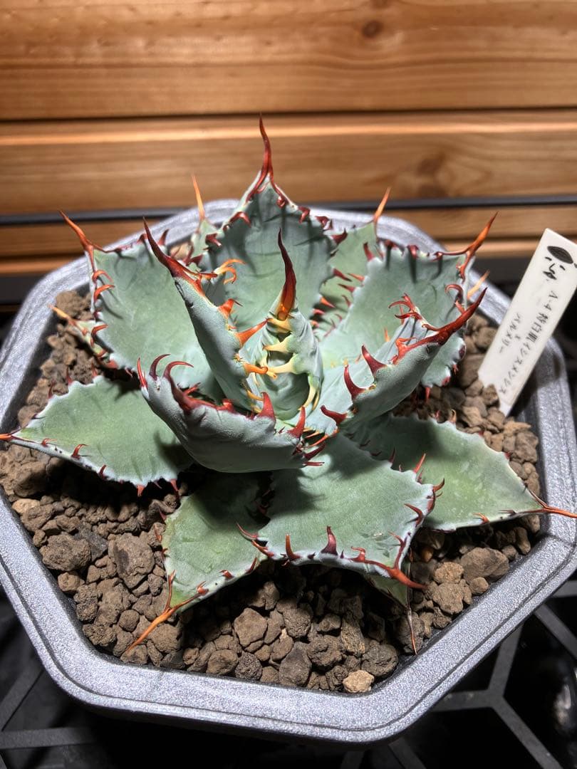 ハイブリッド　アガベ　特白肌イシス✖️パルメリー