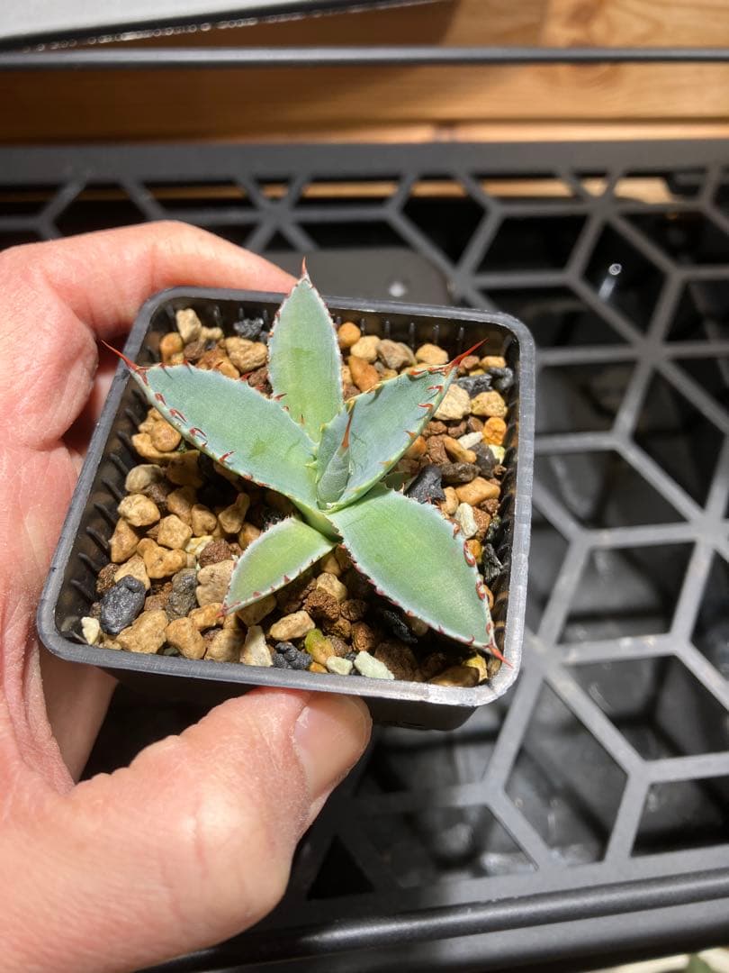 ハイブリッド　アガベ　特白肌イシス✖️パルメリー