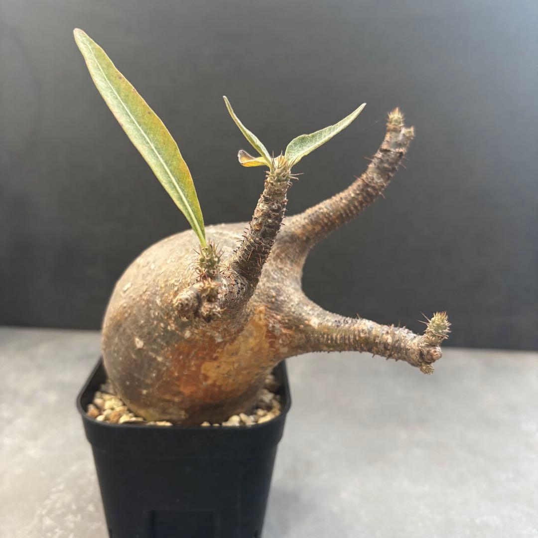 アミバタ発根済 パキポディウム グラキリス 現地球 コーデックスNO2