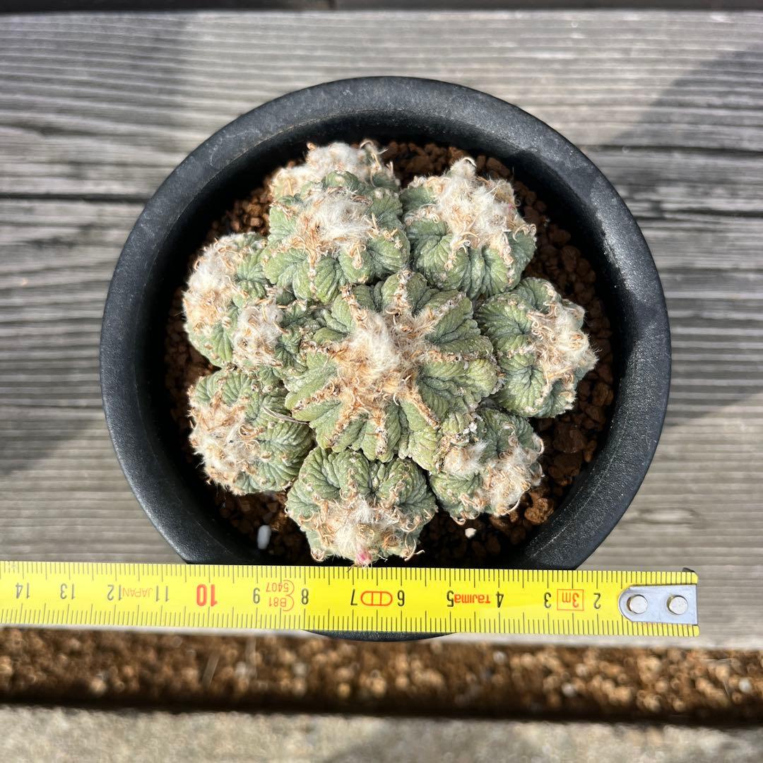 アズテキウム【花籠】③サボテン