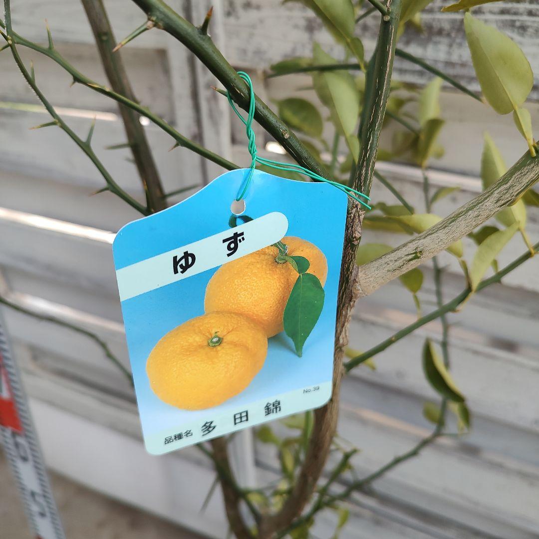 ひいさま専用出品 多田錦 種無しゆず 3年生 大苗