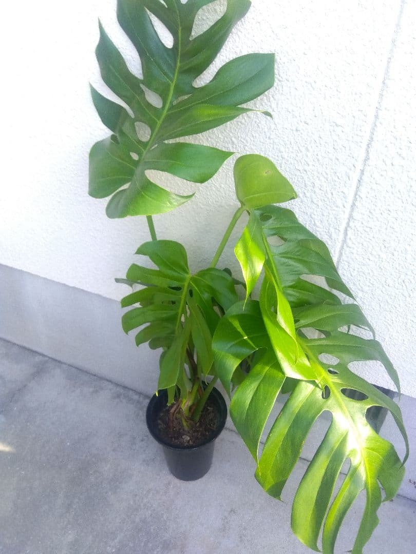 モンステラ　デリシオーサ　6号鉢つき　深穴開き❗2株植え❗　か