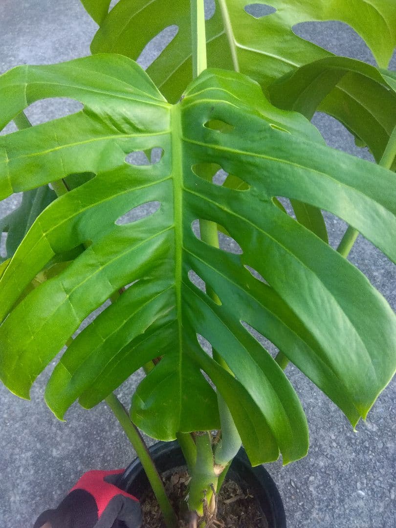 モンステラ　デリシオーサ　6号鉢つき　深穴開き❗2株植え❗　か