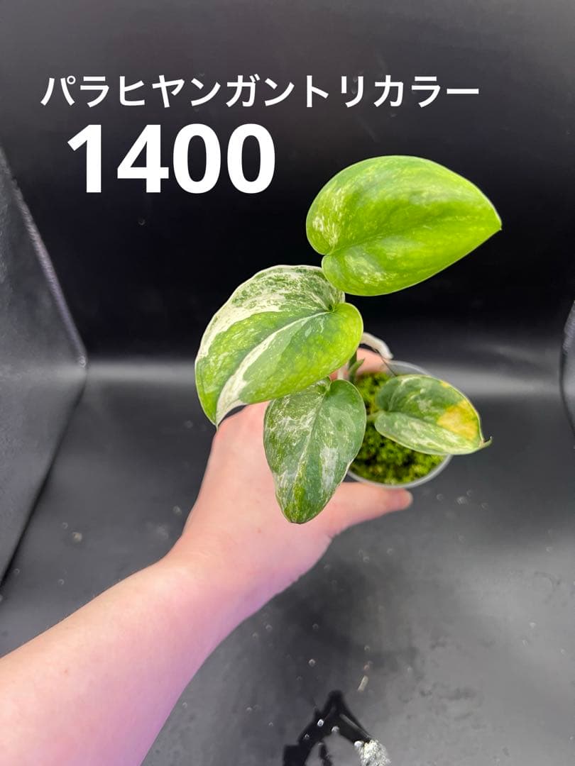 Leno様　おまとめ買い