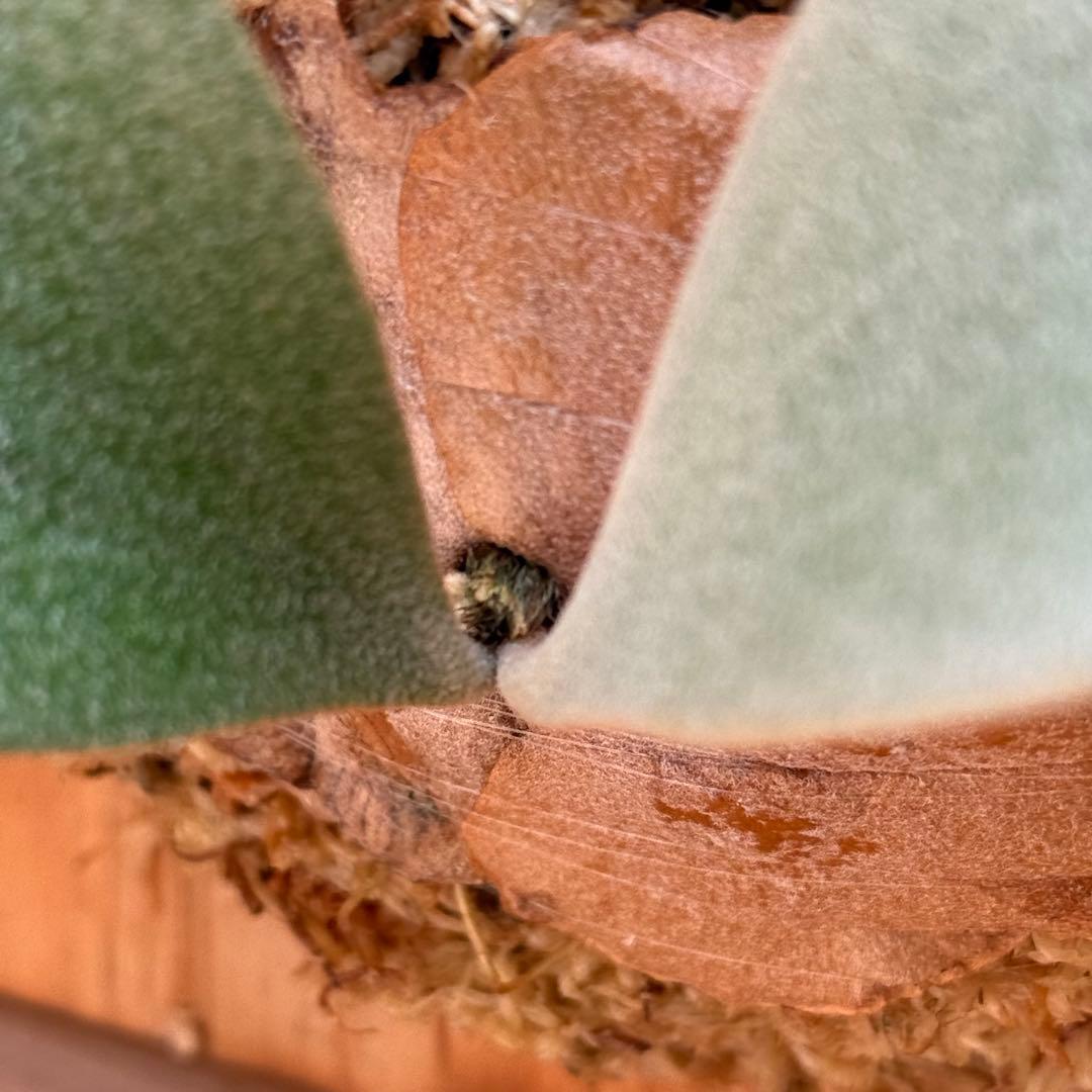 ビカクシダ　ホワイトギズモ　White gizmo