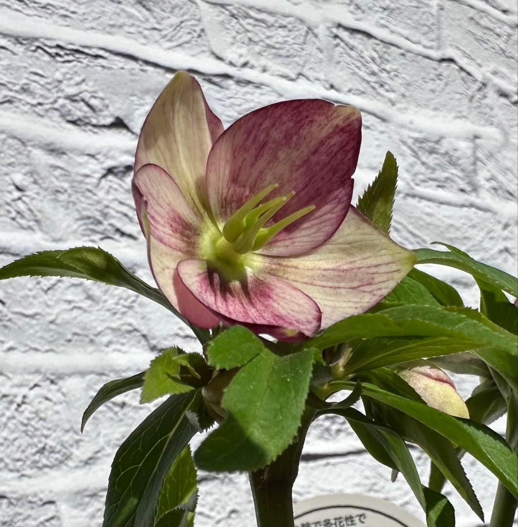 クリスマスローズ　ベビードール　横山園芸　開花株