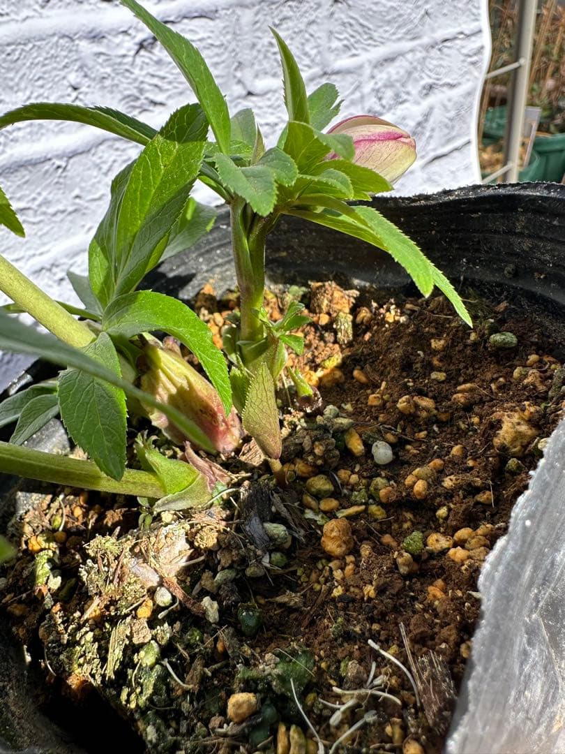 クリスマスローズ　ベビードール　横山園芸　開花株