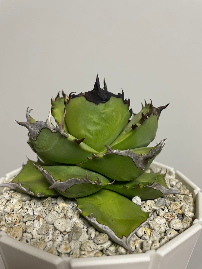 アガベ オテロイ実生