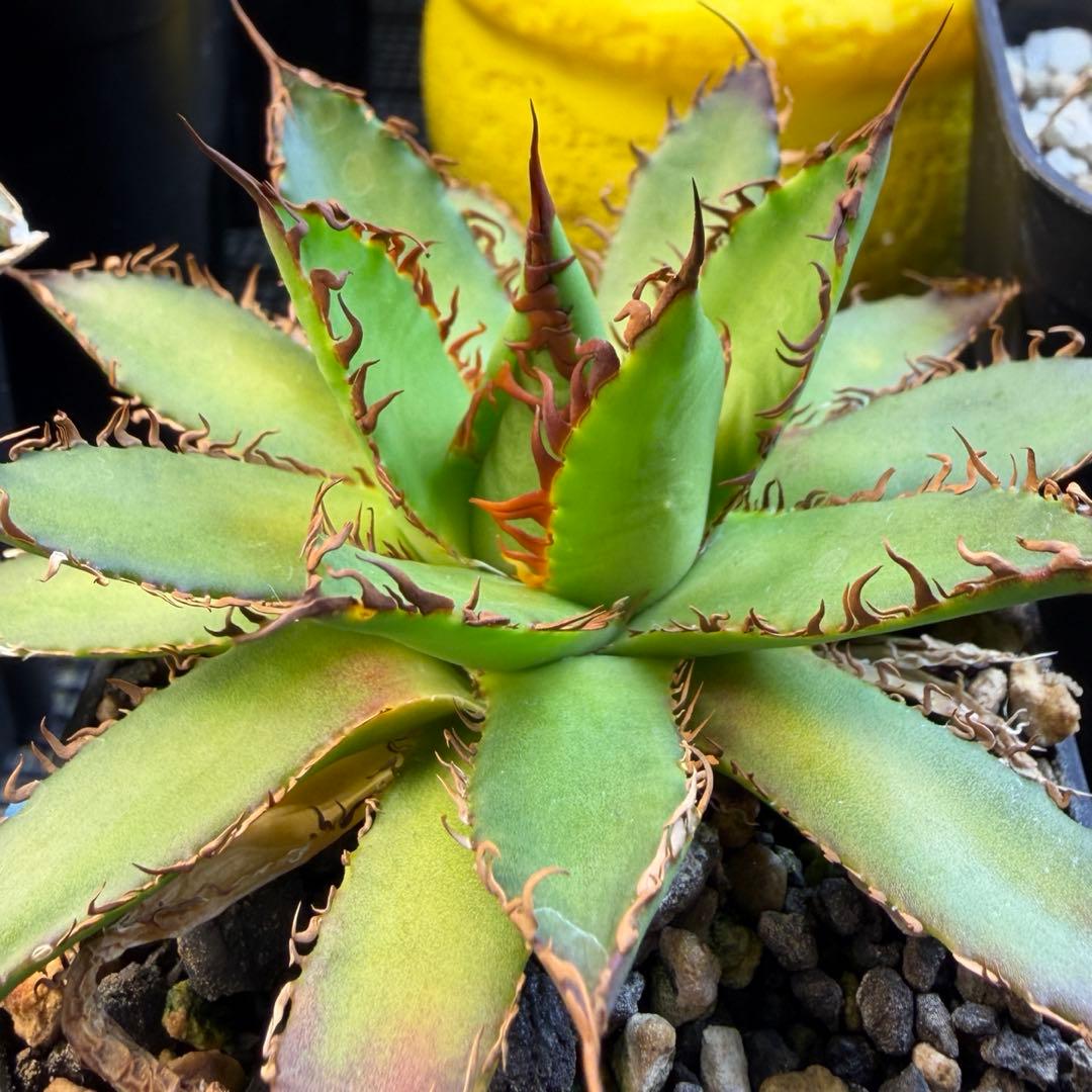 希少株 アガベ ハイブリッド ホリダ× イシスメンシス ホリイシ