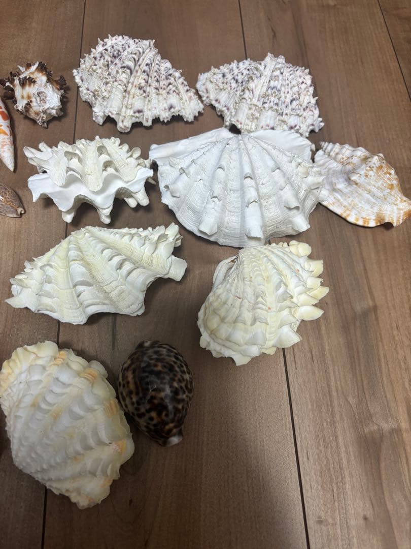 ヒレシャコガイ　その他　まとめ売り