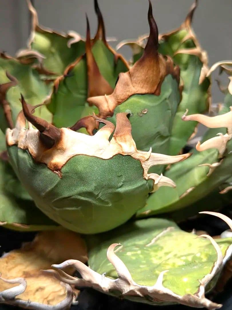 トップ長　アガベ　オアハカ　現地球ワイルド　COYOTE　PLANTS　オテロイ