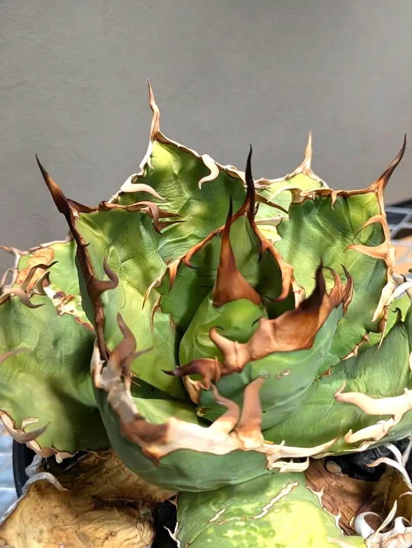 トップ長　アガベ　オアハカ　現地球ワイルド　COYOTE　PLANTS　オテロイ