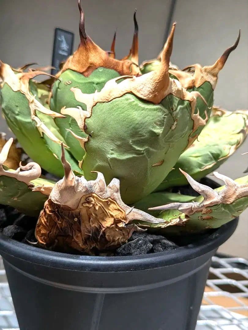 トップ長　アガベ　オアハカ　現地球ワイルド　COYOTE　PLANTS　オテロイ