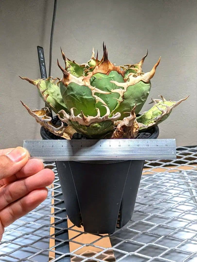 トップ長　アガベ　オアハカ　現地球ワイルド　COYOTE　PLANTS　オテロイ