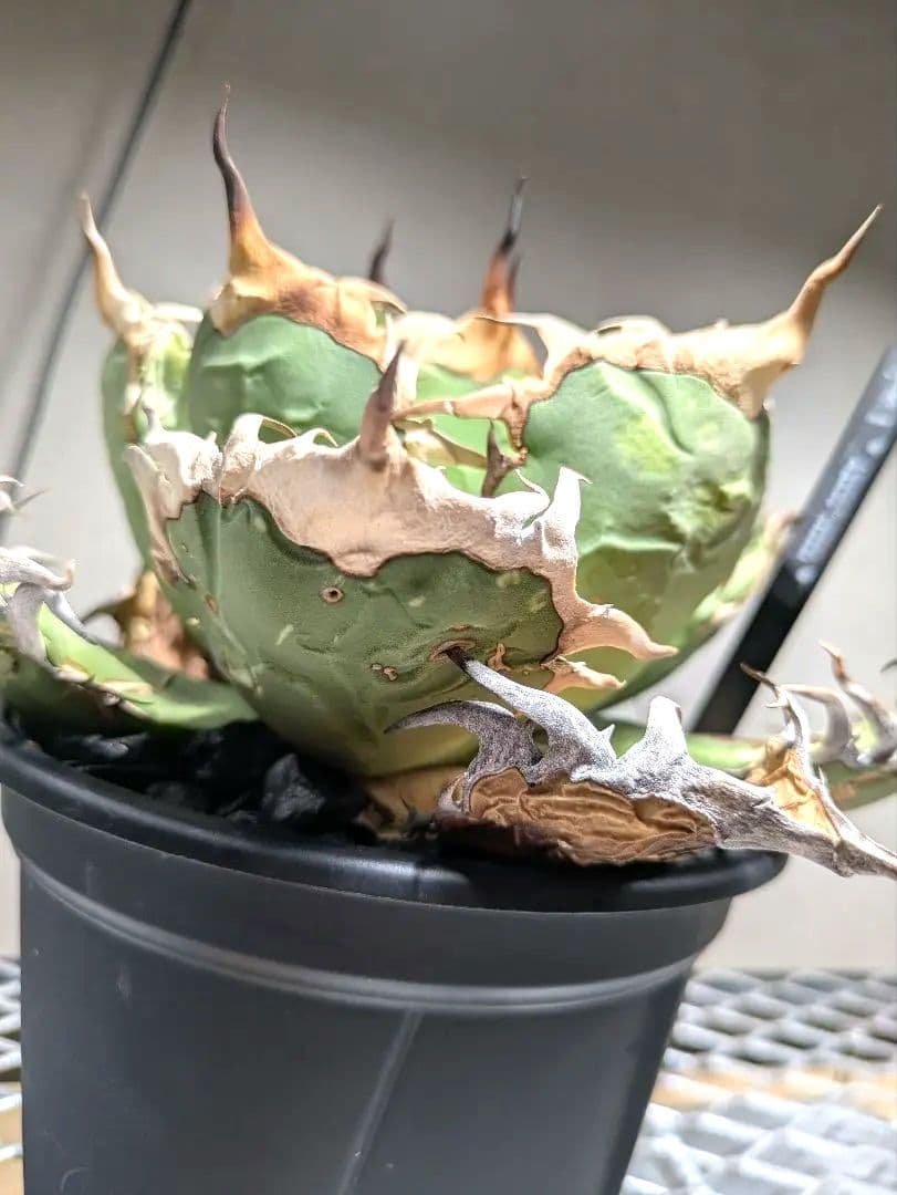 トップ長　アガベ　オアハカ　現地球ワイルド　COYOTE　PLANTS　オテロイ