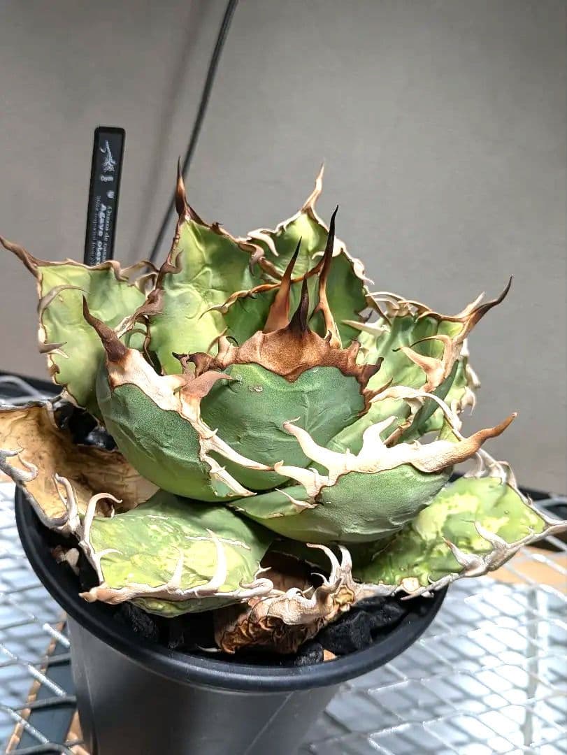 トップ長　アガベ　オアハカ　現地球ワイルド　COYOTE　PLANTS　オテロイ