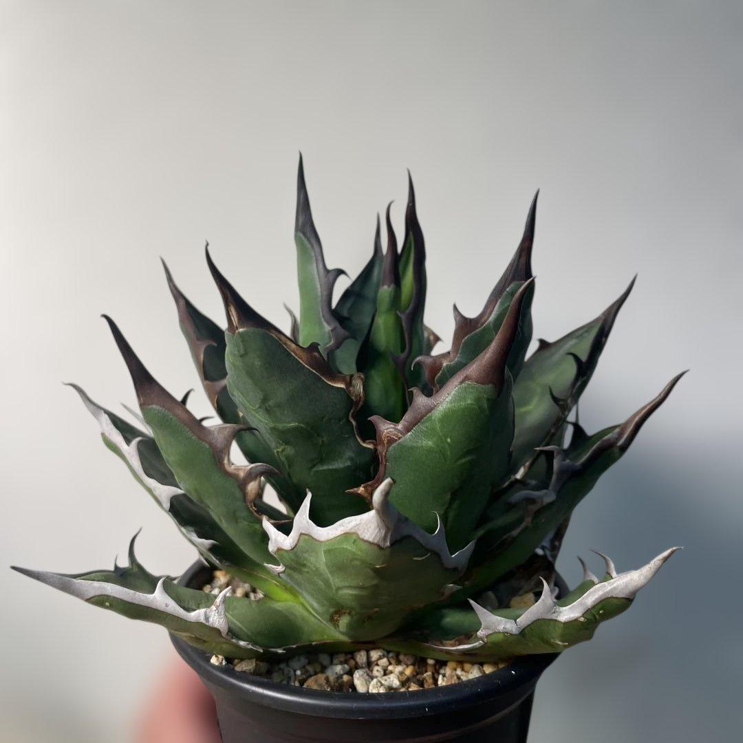 蝦*江様 アガベ　ハイブリッド　キシロナカンサ×チタノタ　キシロチタ　台湾輸入株