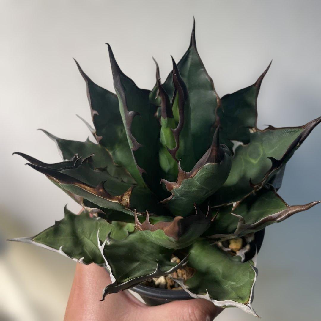 蝦*江様 アガベ　ハイブリッド　キシロナカンサ×チタノタ　キシロチタ　台湾輸入株