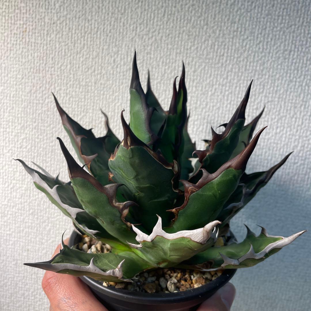 蝦*江様 アガベ　ハイブリッド　キシロナカンサ×チタノタ　キシロチタ　台湾輸入株