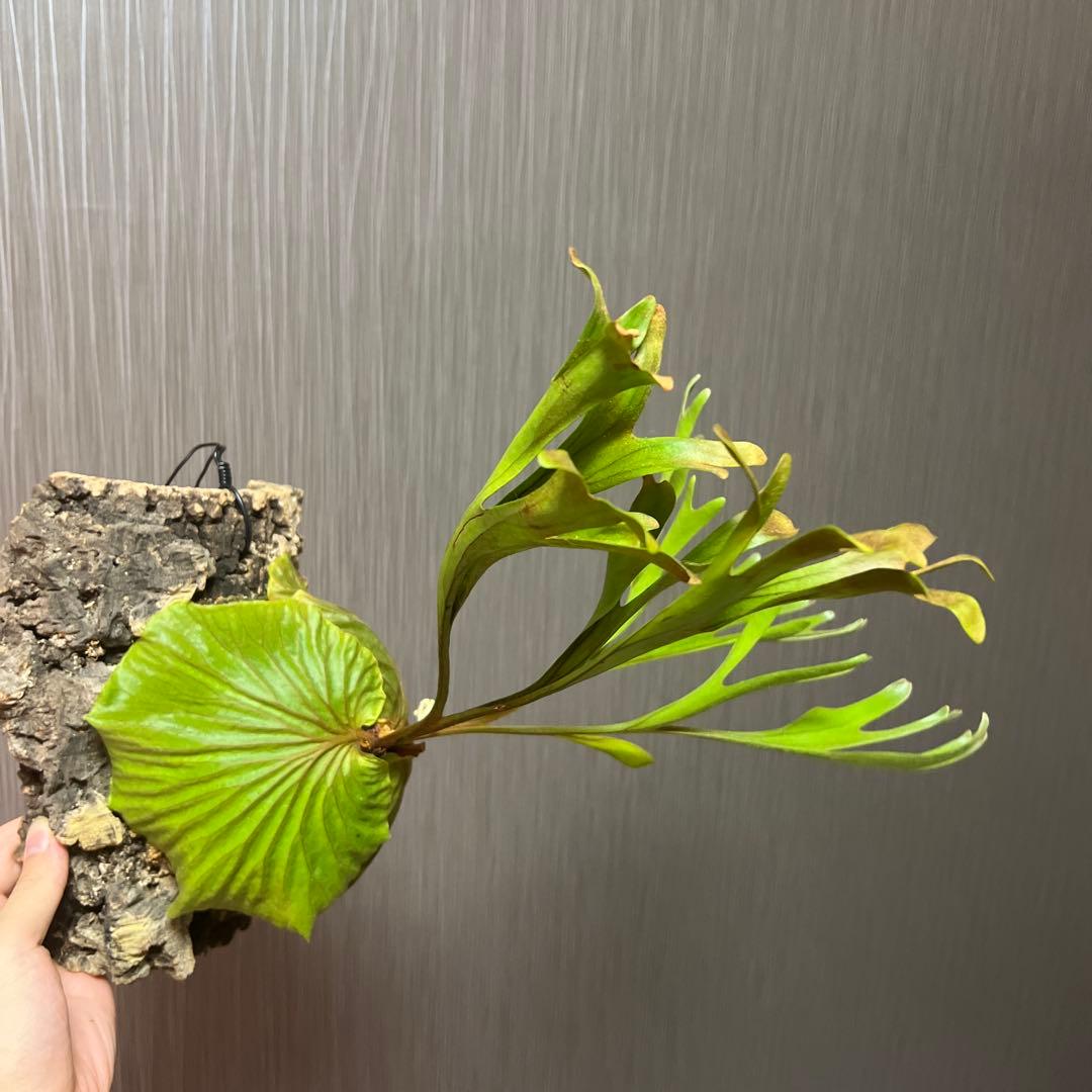 ビカクシダ リドレイ(ワイルド)大株　コルク付け