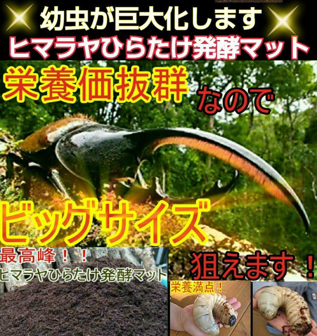 最強のカブトムシマット！300リットル　ヒマラヤひらたけ発酵マット　幼虫が巨大化
