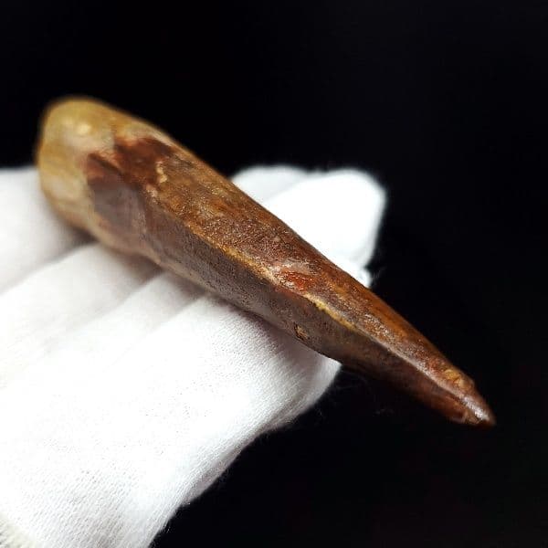 極上 スピノサウルス 本物 モロッコ産 80.31mm ケース付き sp269