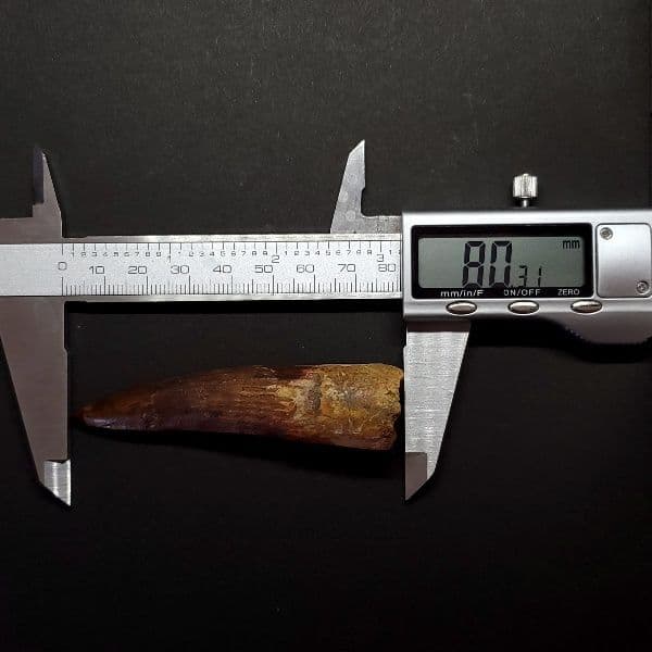 極上 スピノサウルス 本物 モロッコ産 80.31mm ケース付き sp269