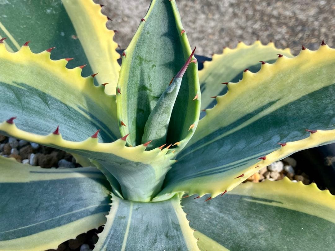 [極美]リップルエフェクト サルミアナ フェロックス アガベ