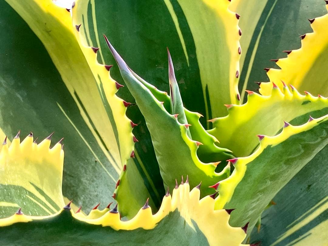 [極美]リップルエフェクト サルミアナ フェロックス アガベ