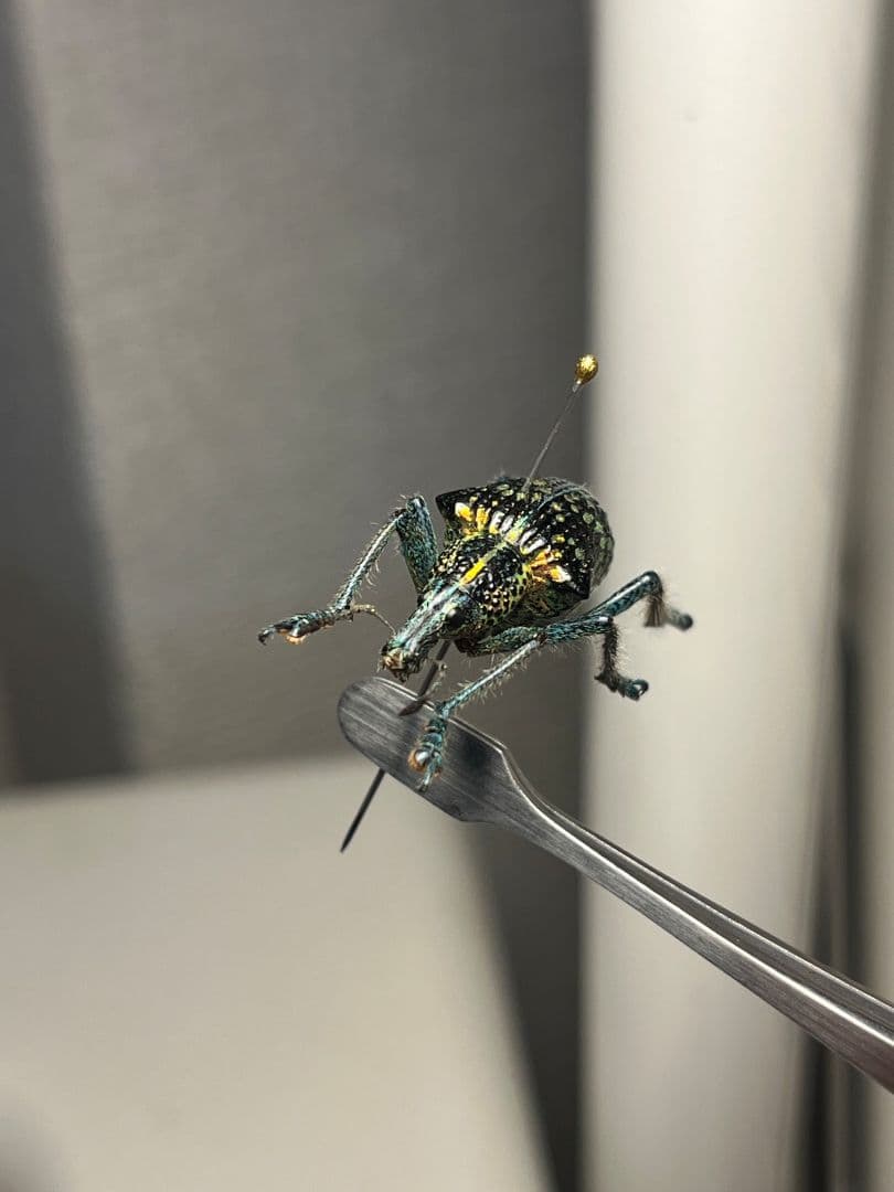 Entimus sp.ホウセキゾウムシホウセキヒメカタゾウムシ昆虫標本