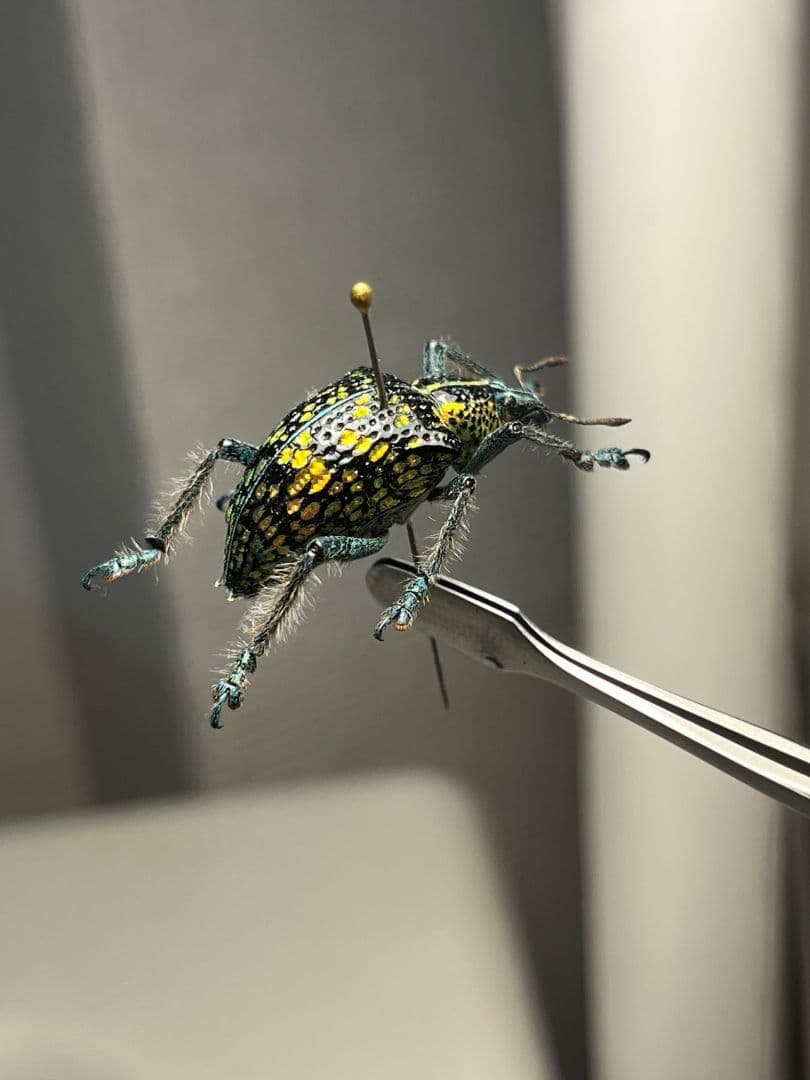 Entimus sp.ホウセキゾウムシホウセキヒメカタゾウムシ昆虫標本