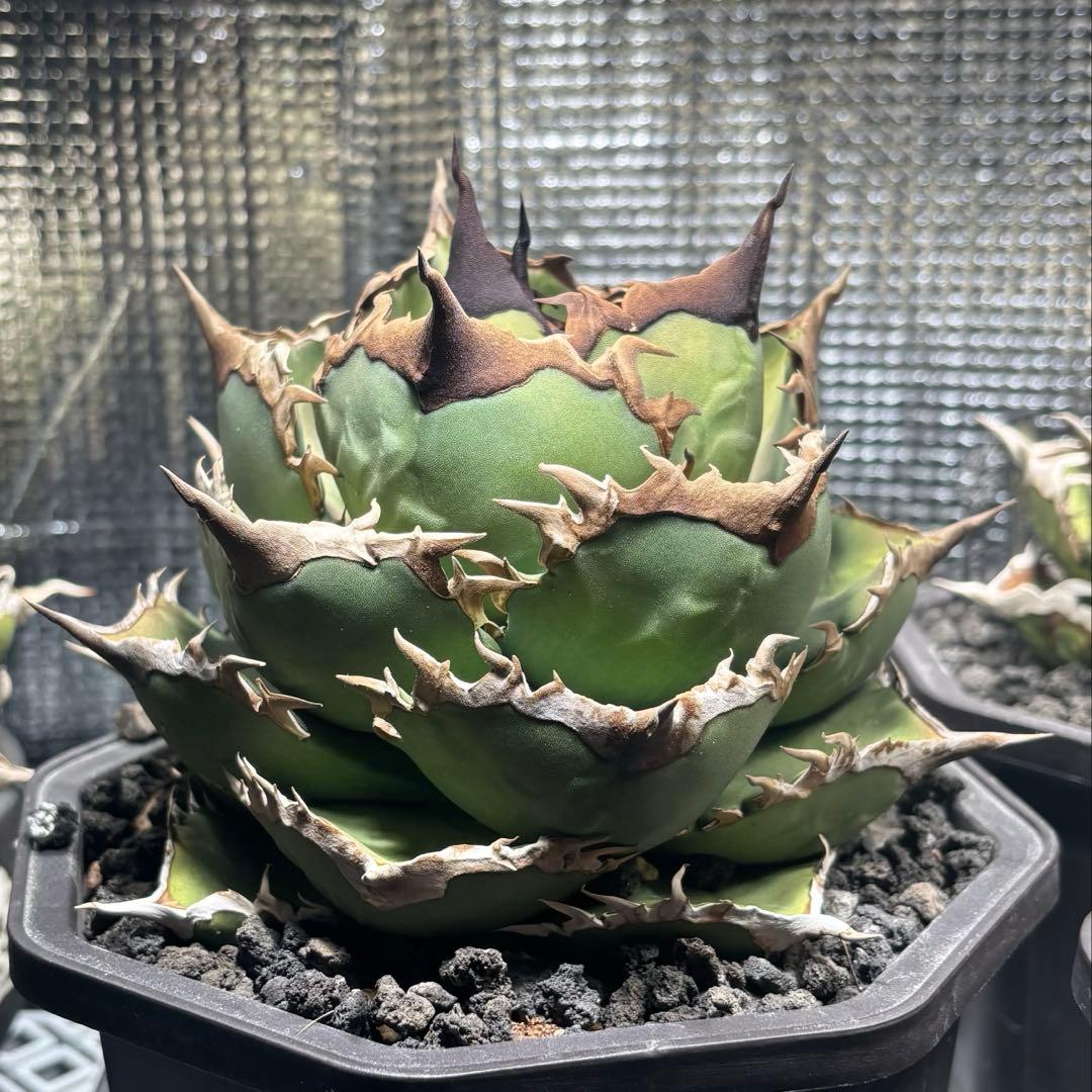 アガベ　チタノタ　シャークソード　鯊魚劍